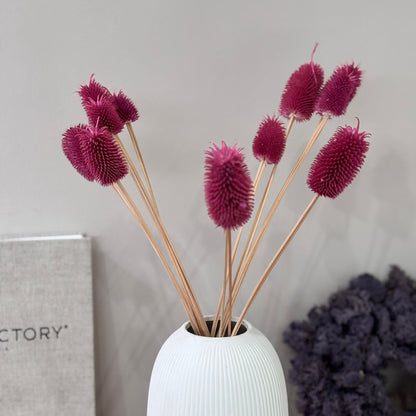 Getrocknete Distel - Cardi 