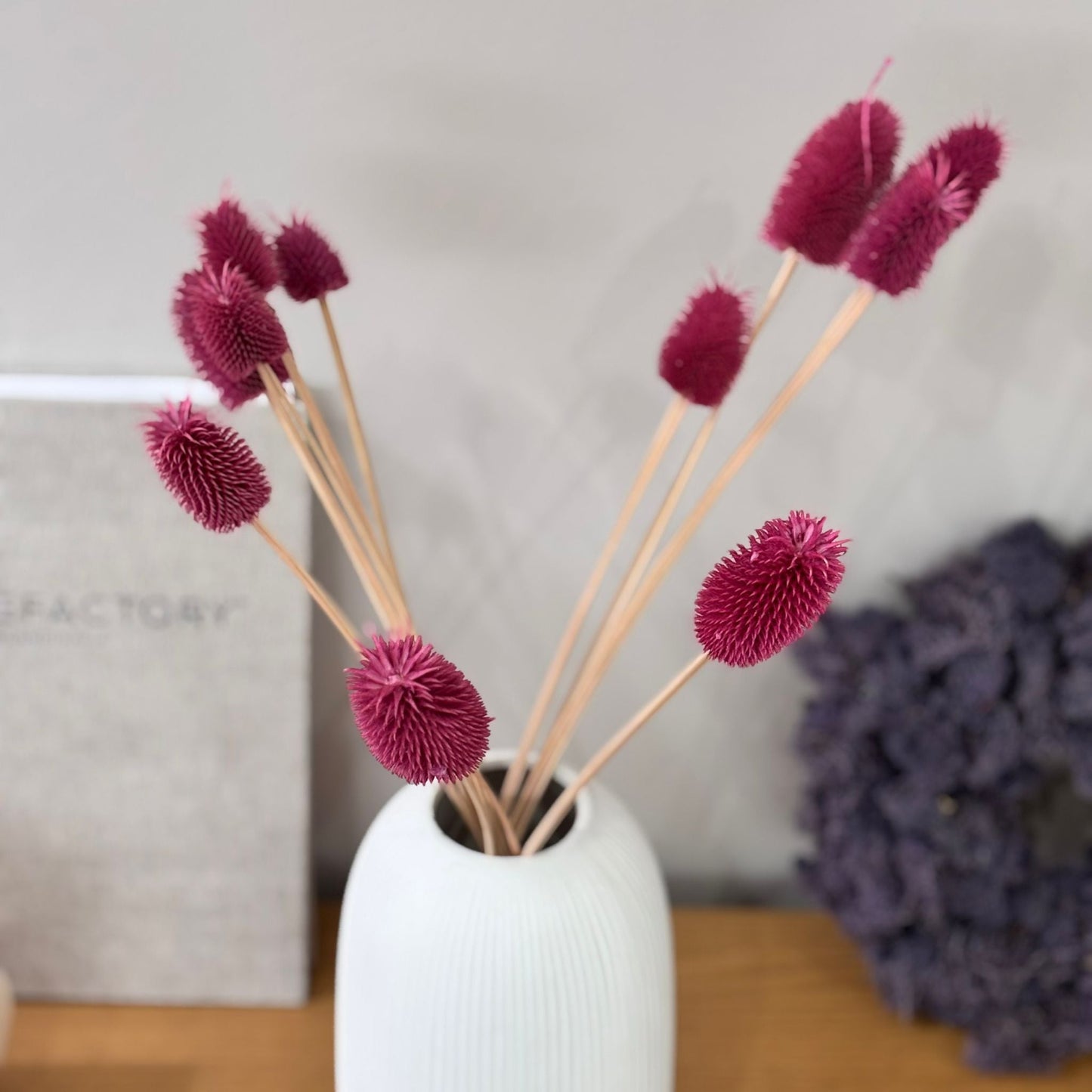 Getrocknete Distel - Cardi 