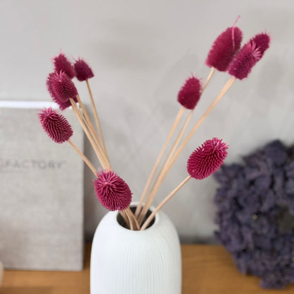 Getrocknete Distel - Cardi 