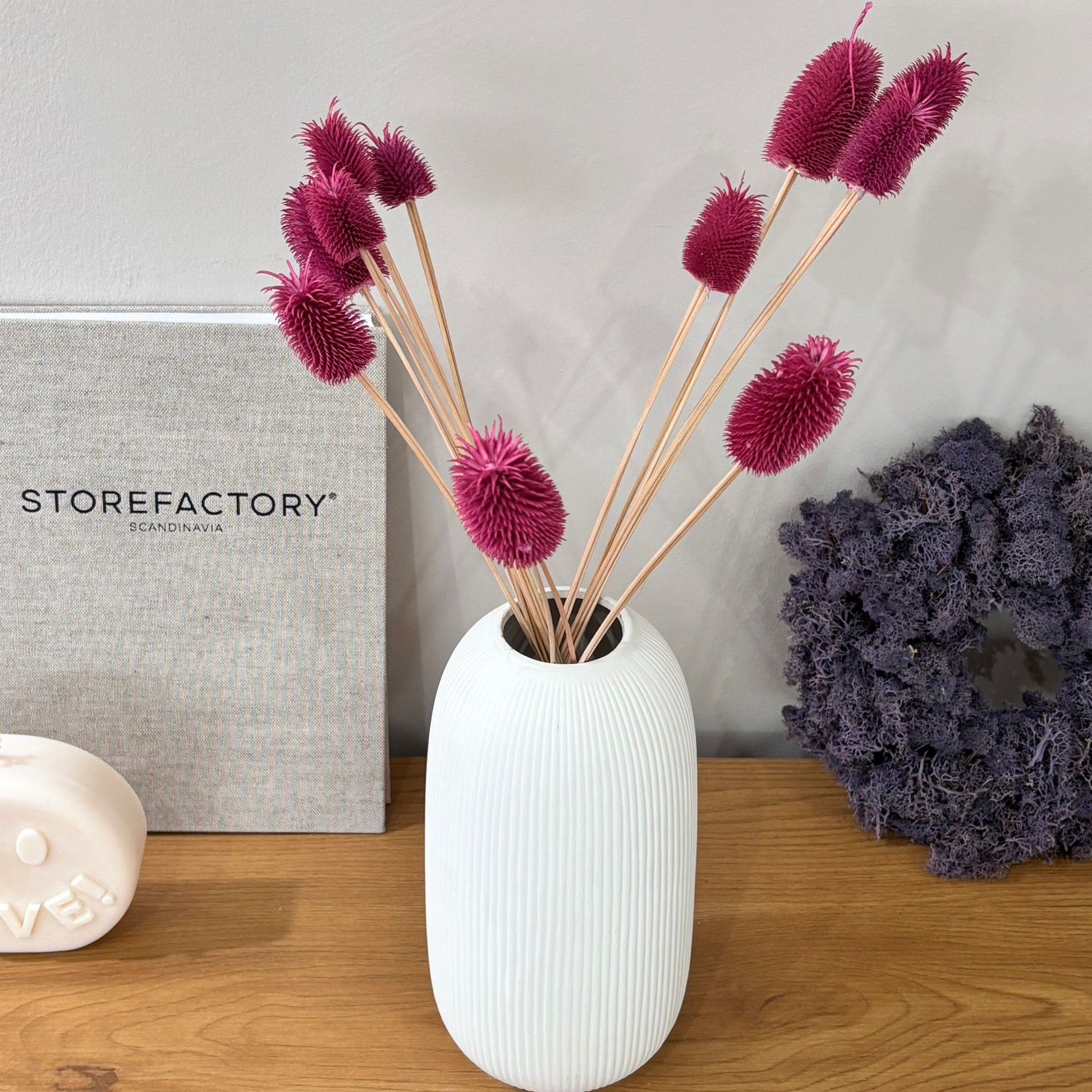 Getrocknete Distel - Cardi 