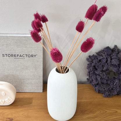 Getrocknete Distel - Cardi 