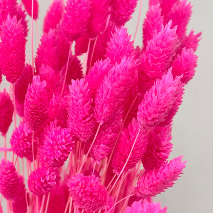 Phalaris I Kanariengras: Vielseitiger Allrounder für Deine Trockenblumen-Dekoration 