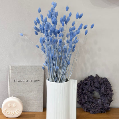 Phalaris I Kanariengras: Vielseitiger Allrounder für Deine Trockenblumen-Dekoration 