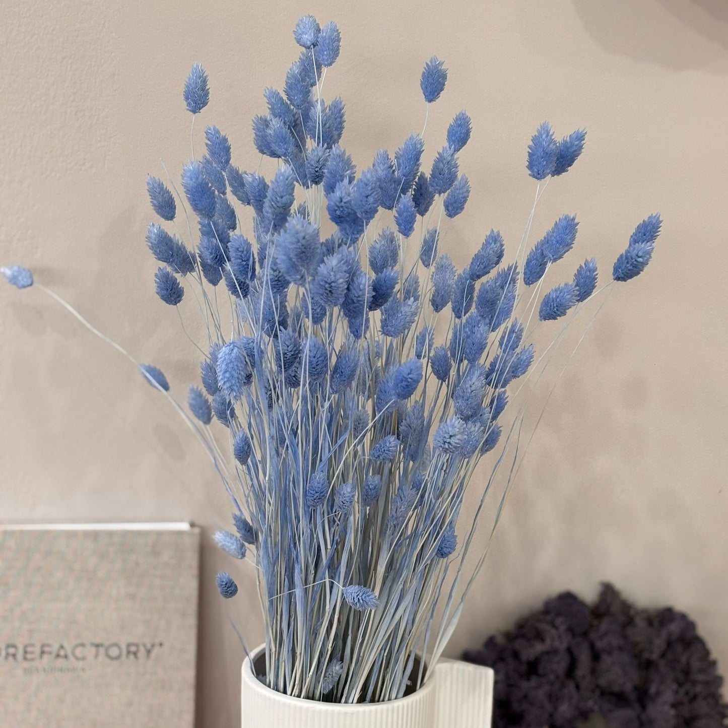 Phalaris I Kanariengras: Vielseitiger Allrounder für Deine Trockenblumen-Dekoration 