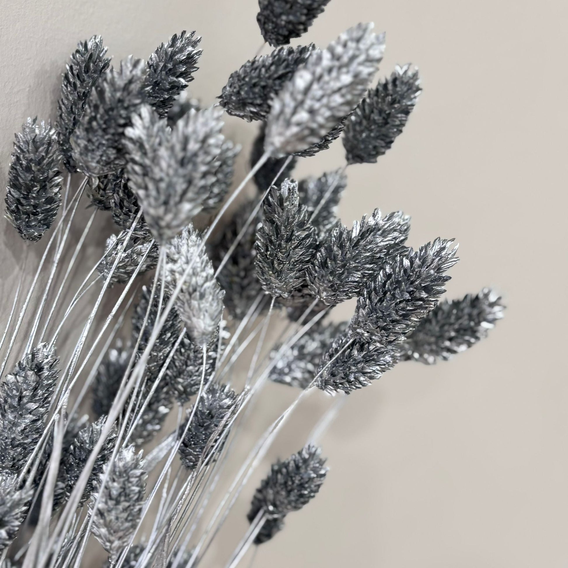 Phalaris I Kanariengras: Vielseitiger Allrounder für Deine Trockenblumen-Dekoration 