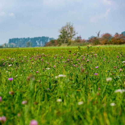 Kräuterheu Premium Gartenmulch – 100% Naturheu aus Kräuterwiesen – Bodenabdeckung für Hochbeet Gemüse & Zierpflanzen – Nachhaltiger Mulch aus erstem Schnitt