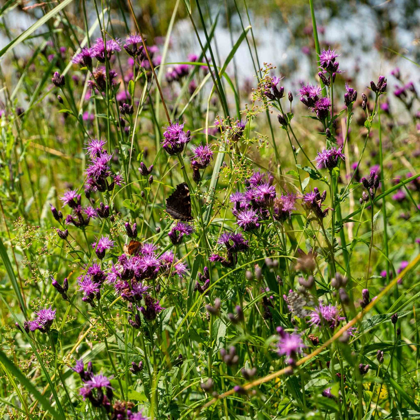 Kräuterheu Premium Gartenmulch – 100% Naturheu aus Kräuterwiesen – Bodenabdeckung für Hochbeet Gemüse & Zierpflanzen – Nachhaltiger Mulch aus erstem Schnitt