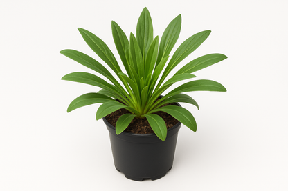 Wulfenia carinthiaca – Wulfenie – 6 Pflanzen – 30cm – Winterharte Staude mit blauen Blüten – Mehrjährige & pflegeleichte Gartenpflanze für Beet, Steingarten & Rabatte – Robuste Blütenstaude für sonnige Standorte 