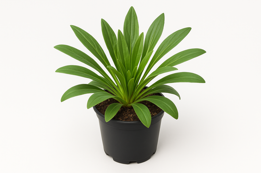 Wulfenia carinthiaca – Wulfenie – 6 Pflanzen – 30cm – Winterharte Staude mit blauen Blüten – Mehrjährige & pflegeleichte Gartenpflanze für Beet, Steingarten & Rabatte – Robuste Blütenstaude für sonnige Standorte 