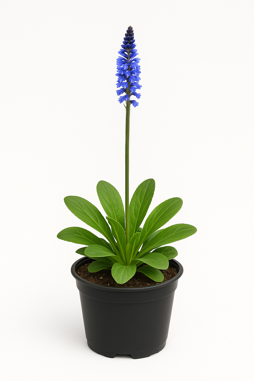 Wulfenia carinthiaca – Wulfenie – 6 Pflanzen – 30cm – Winterharte Staude mit blauen Blüten – Mehrjährige & pflegeleichte Gartenpflanze für Beet, Steingarten & Rabatte – Robuste Blütenstaude für sonnige Standorte 