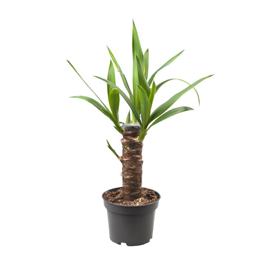 Yucca Elephantipes – Ø14cm – ↕40cm – Robuste Zimmerpflanze für sonnige Standorte – Pflegeleicht & trockenheitsverträglich – Ideal für Wohnzimmer Büro Flur – Direkt aus der Gärtnerei im Kunststofftopf 