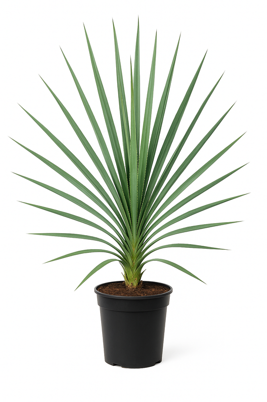 Yucca filamentosa – Palmlilie – 6 Pflanzen – 150cm – Winterharte Gartenstaude mit weißen Blüten – Mehrjährige & pflegeleichte Zierpflanze für Garten & Beet – Robuste Pflanze für sonnige Standorte 