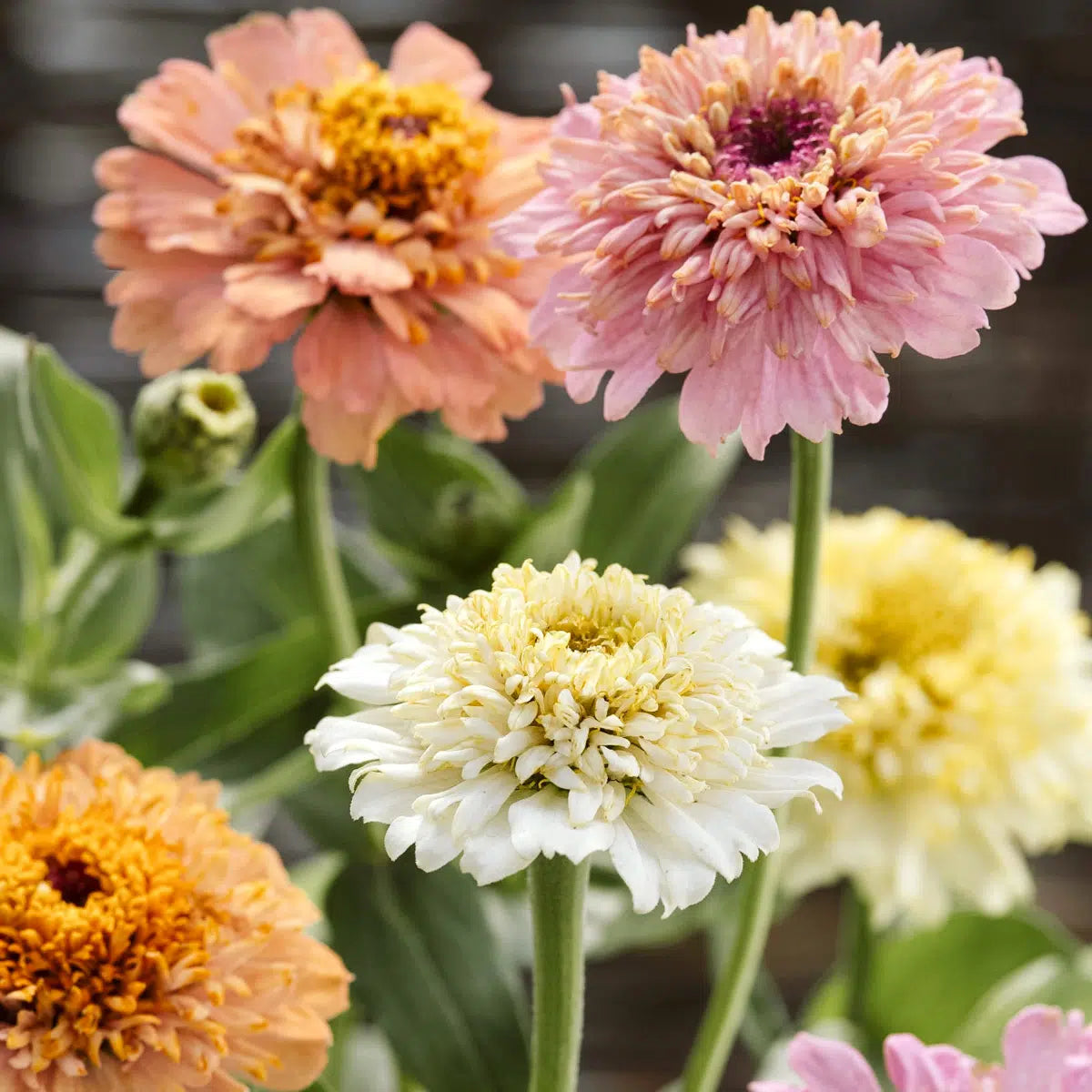 Zinnia elegans Cresto Peaches & Cream Samen – Pastell Zinnie Mischung Creme Rosé Pink – 50 Korn – Pflegeleichte Sommerblume bis 70cm – Ideal für Beet Balkon Garten 