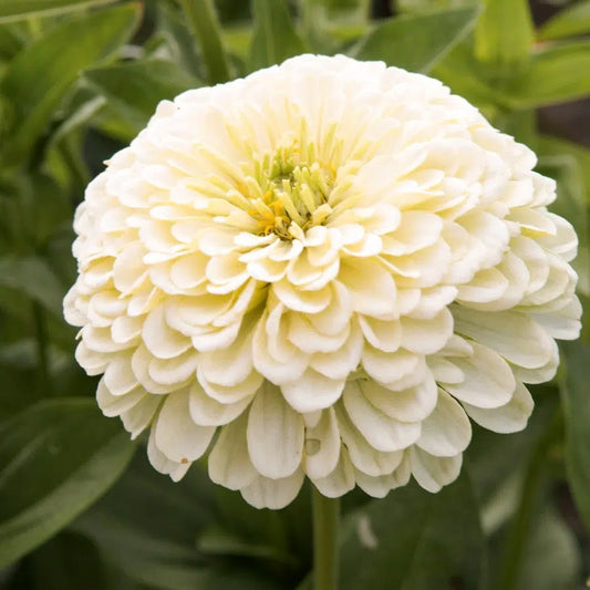 Zinnia elegans Isabellina Samen – Cremegelbe Zinnie – 50 Korn – Hohe Schnittblume bis 95cm – Pflegeleichte Sommerblume für Beet Balkon Garten 