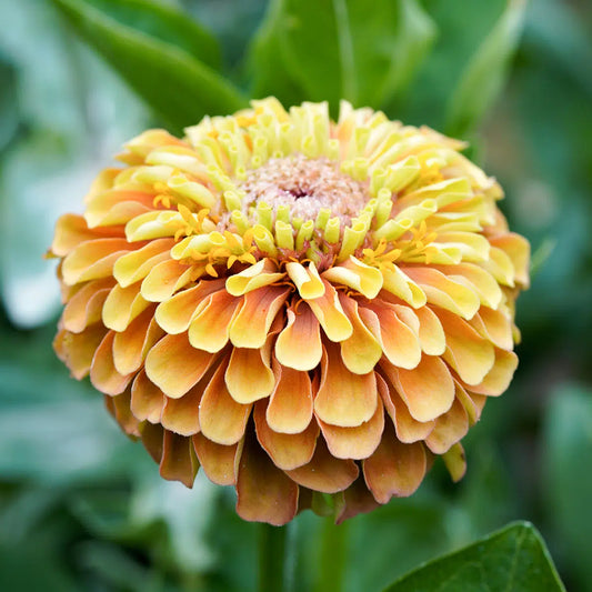 Zinnia elegans Queen Lime Orange Samen – Aprikosen-Orange Limetten Zinnie – 25 Korn – Hohe Schnittblume bis 90cm – Sommerblume für Beet Balkon Garten 