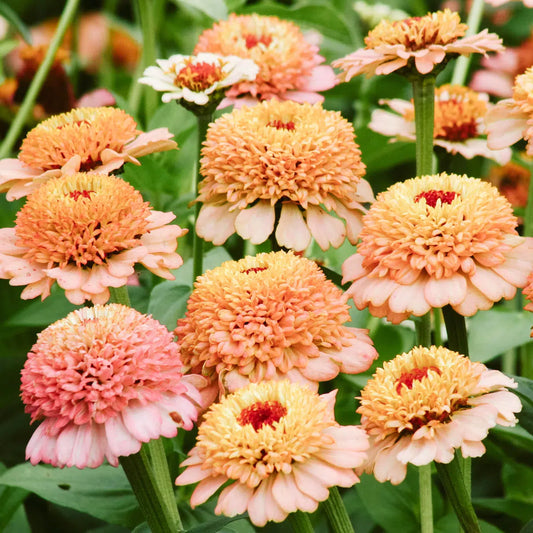 Zinnia elegans Zinderella Peach Samen – Pfirsich-Rosé Zinnie – 25 Korn – Hohe Schnittblume bis 90cm – Sommerblume für Beet Balkon Garten 