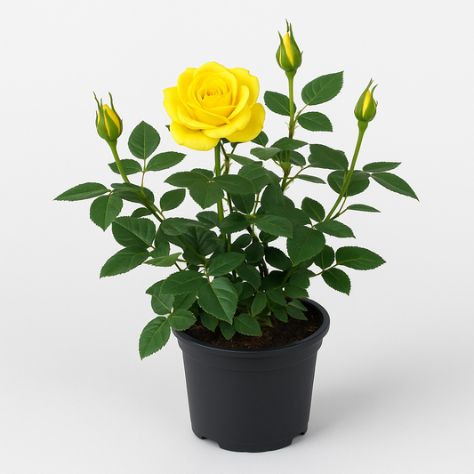 Zwergrose gelb – kompakte Minirose für Beet, Balkon & Kübel – winterhart, pflegeleicht & reichblühend – leuchtend gelbe Blüten für Garten & Terrasse 