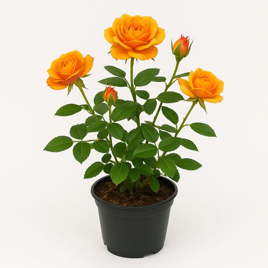 Zwergrose orange/gelb – kompakte Minirose für Garten, Balkon & Kübel – winterhart, pflegeleicht & reichblühend – zweifarbige Blüten in warmen Orangetönen 