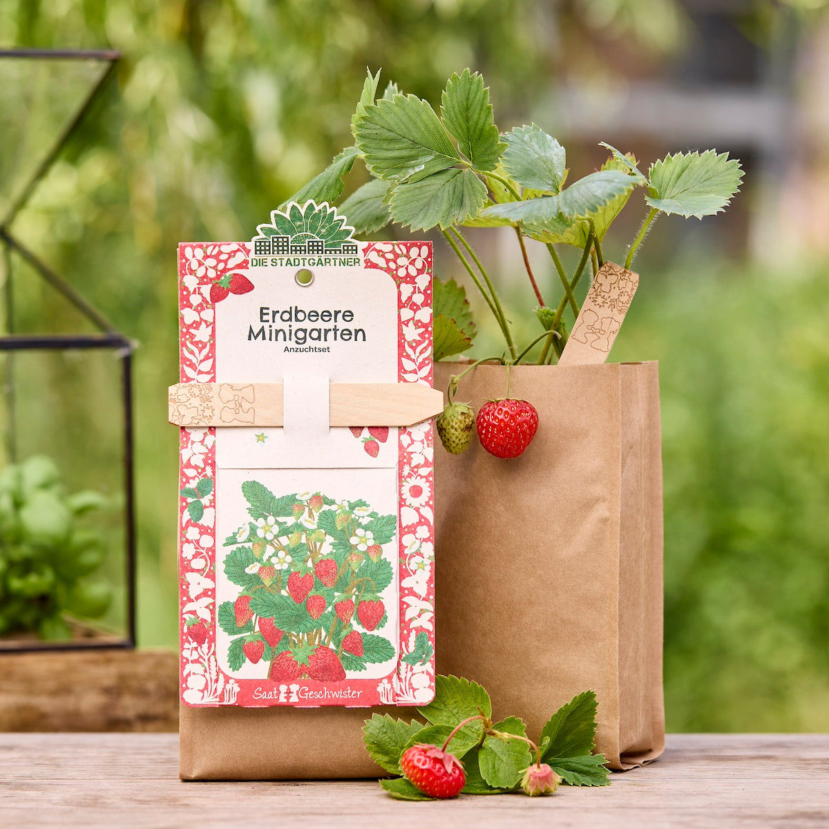 Anzuchtset – Minigarten Erdbeeren 