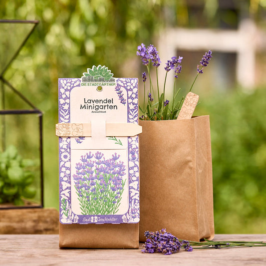 Anzuchtset – Minigarten BIO-Lavendel 