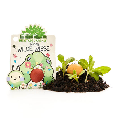 1 Blumenmurmel "Finns Wilde Wiese" 
