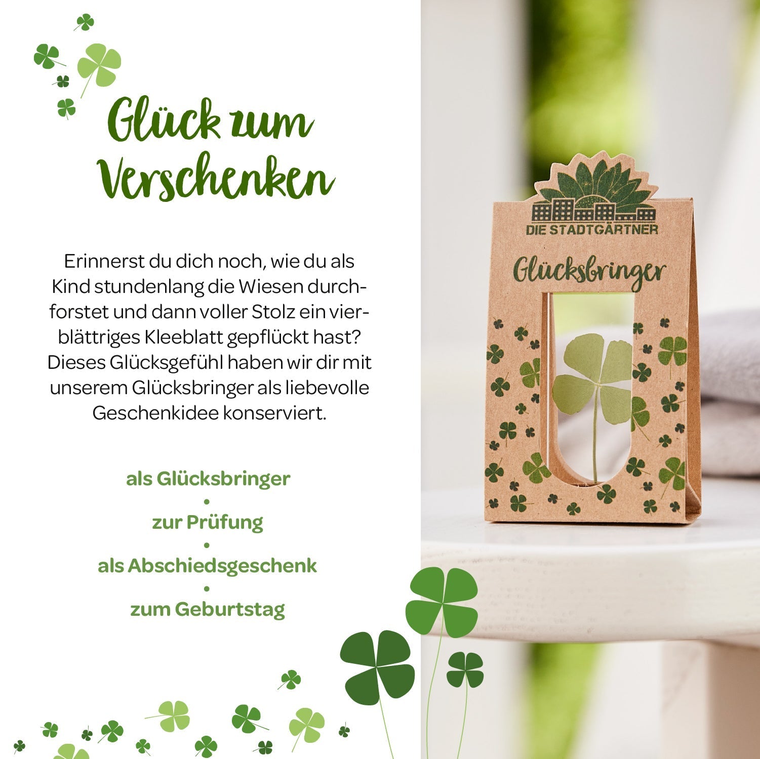 Glücksbringer – Echtes Kleeblatt 