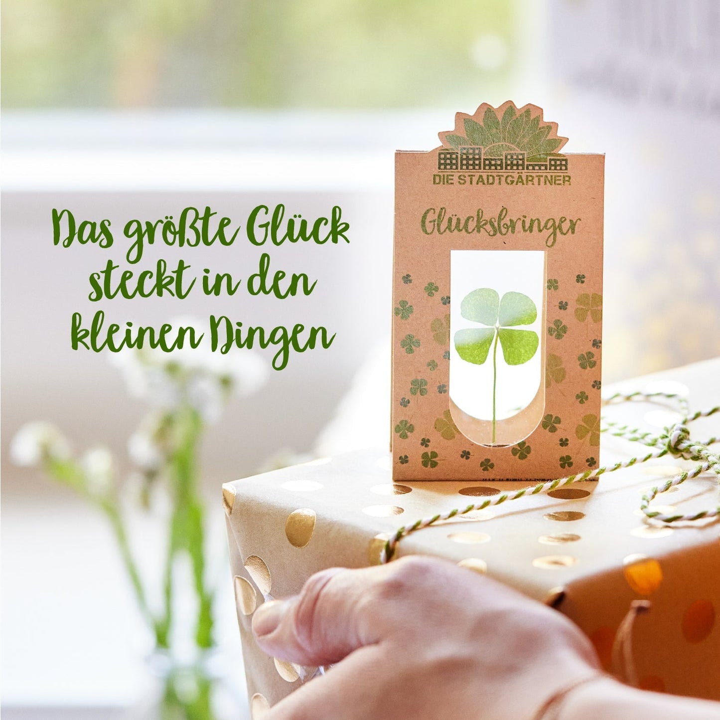 Glücksbringer – Echtes Kleeblatt 