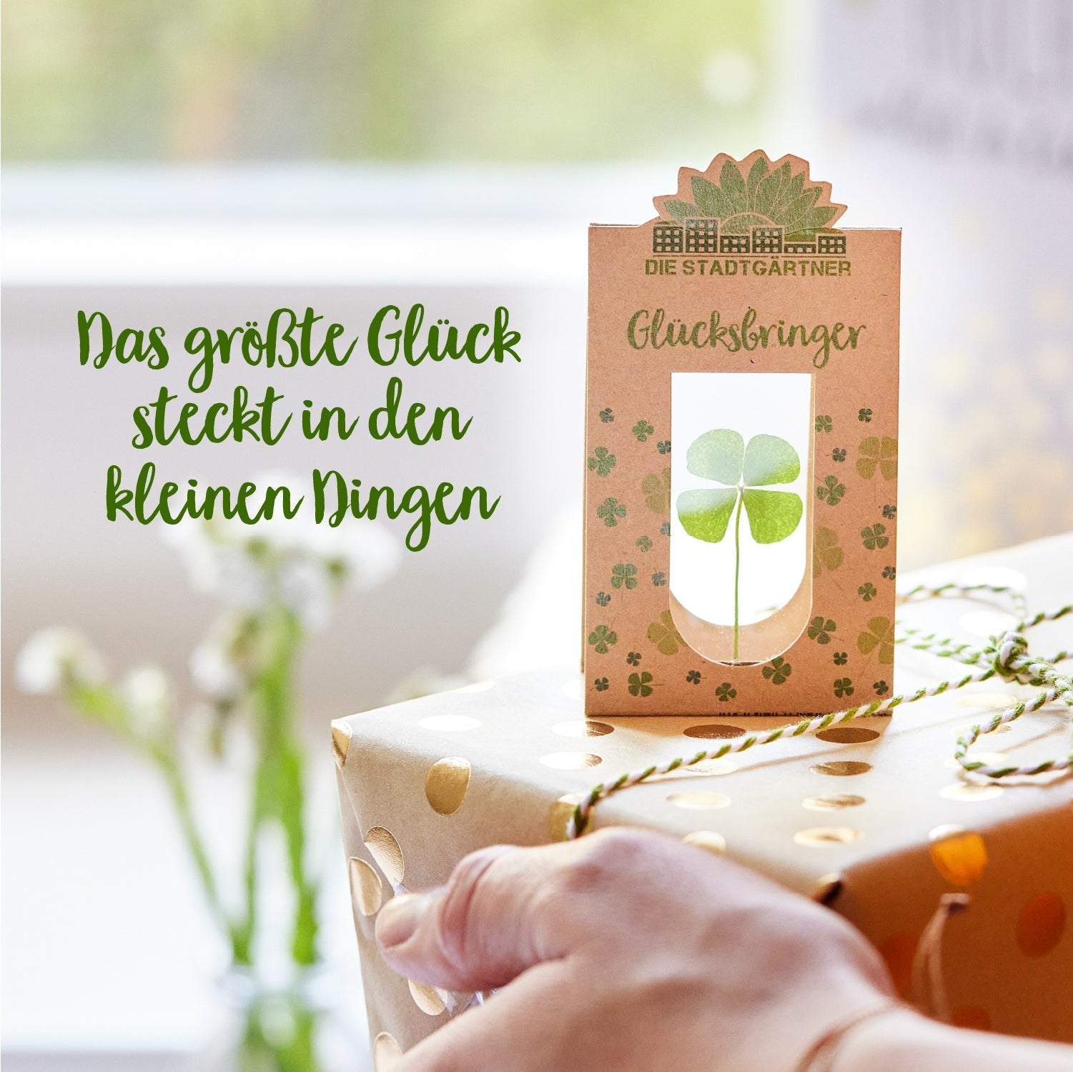 Glücksbringer – Echtes Kleeblatt 