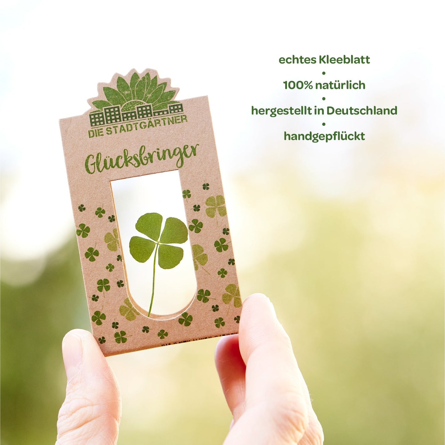 Glücksbringer – Echtes Kleeblatt 
