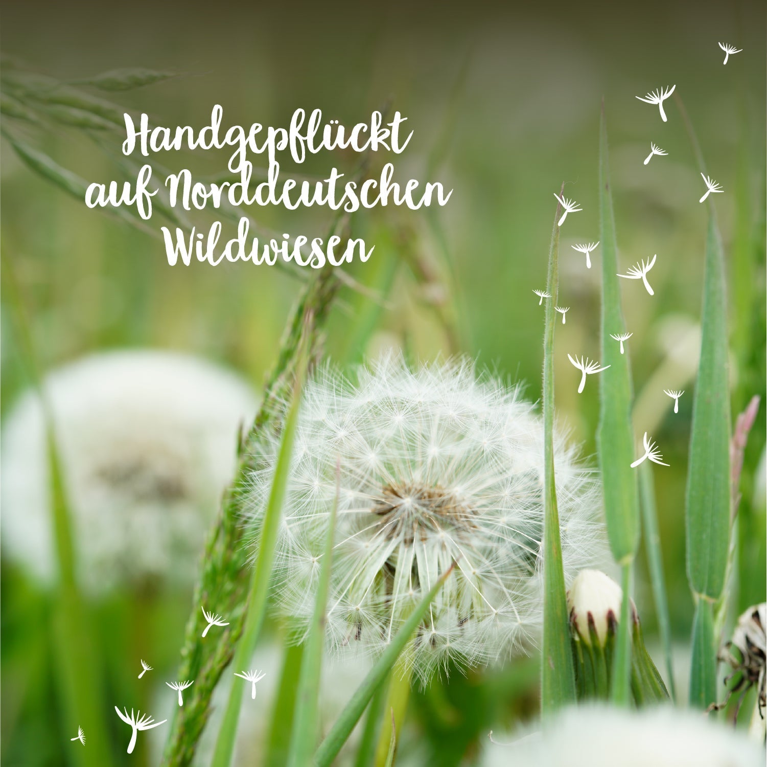 Kleiner Wunscherfüller 