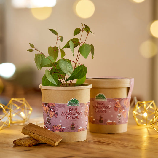 Lebkuchenbaum aus dem Becher 