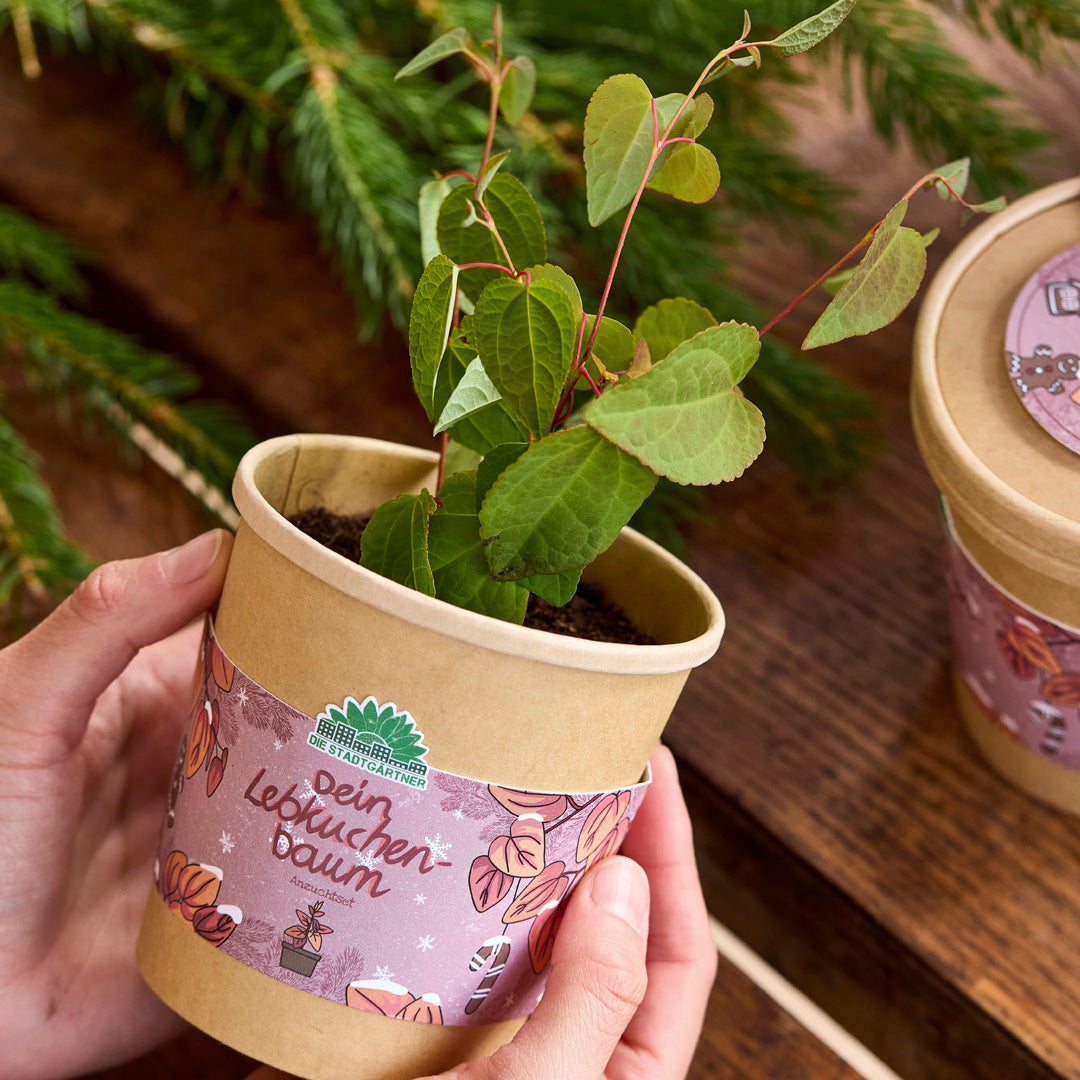 Lebkuchenbaum aus dem Becher 