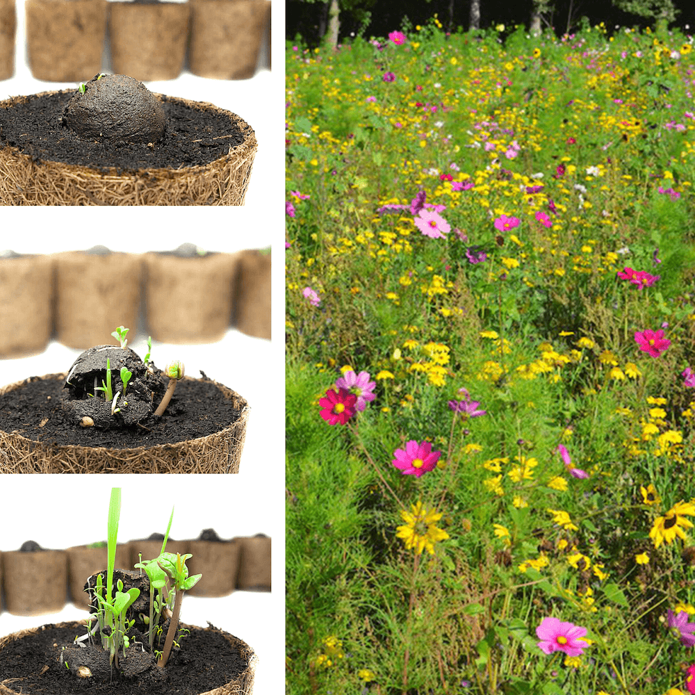 Lose Wildblumen-Samenbomben, unverpackt 