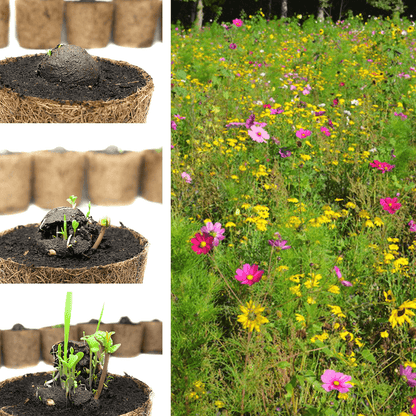 Lose Wildblumen-Samenbomben, unverpackt 