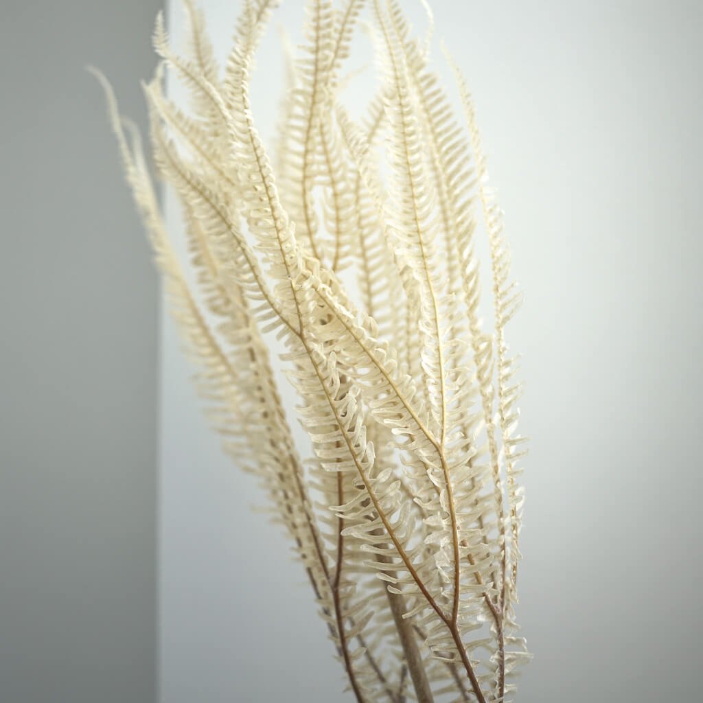 Konservierter Farn: Zauberhafte Momente für Dein Zuhause 