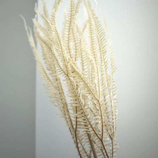 Konservierter Farn: Zauberhafte Momente für Dein Zuhause 