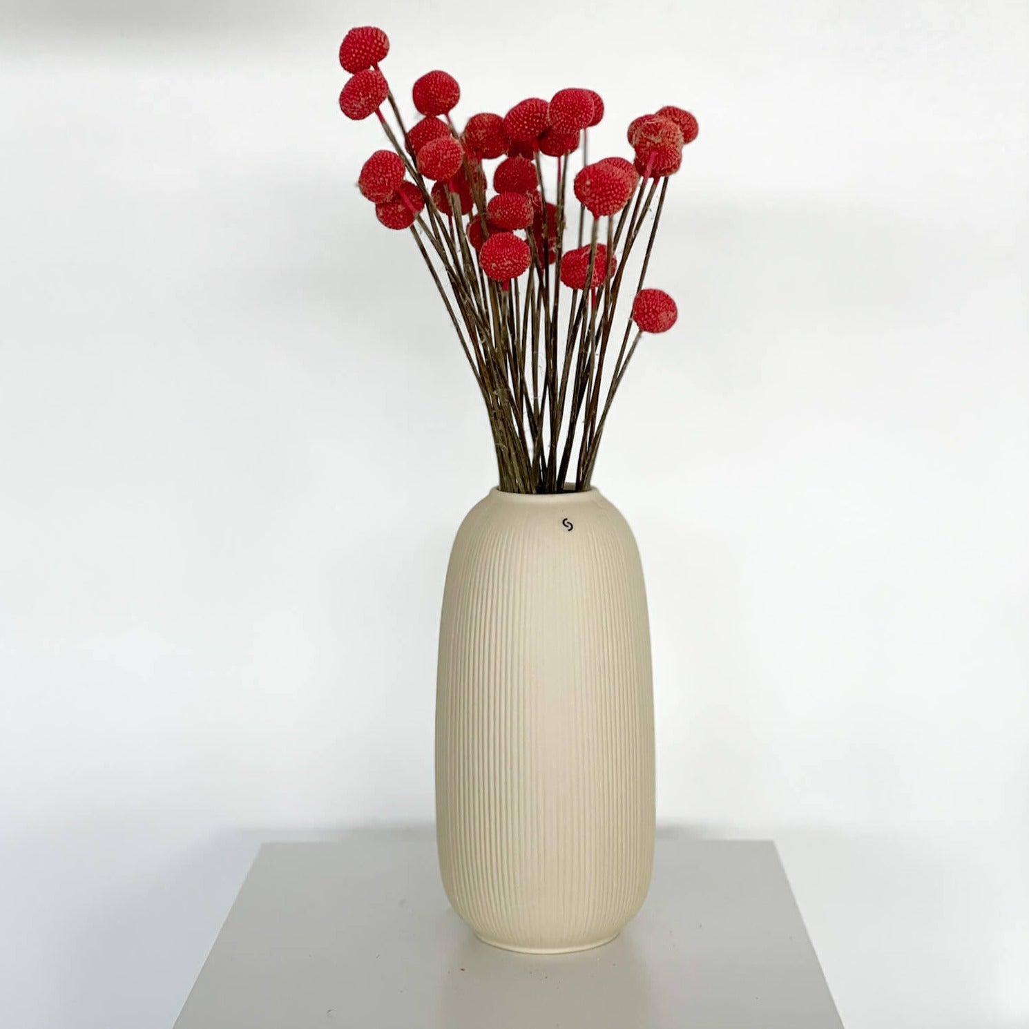 Craspedia I Trommelstöckchen 