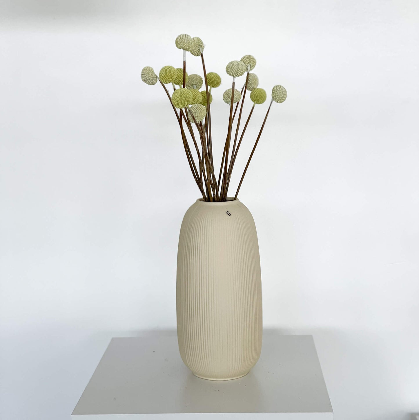 Craspedia I Trommelstöckchen 