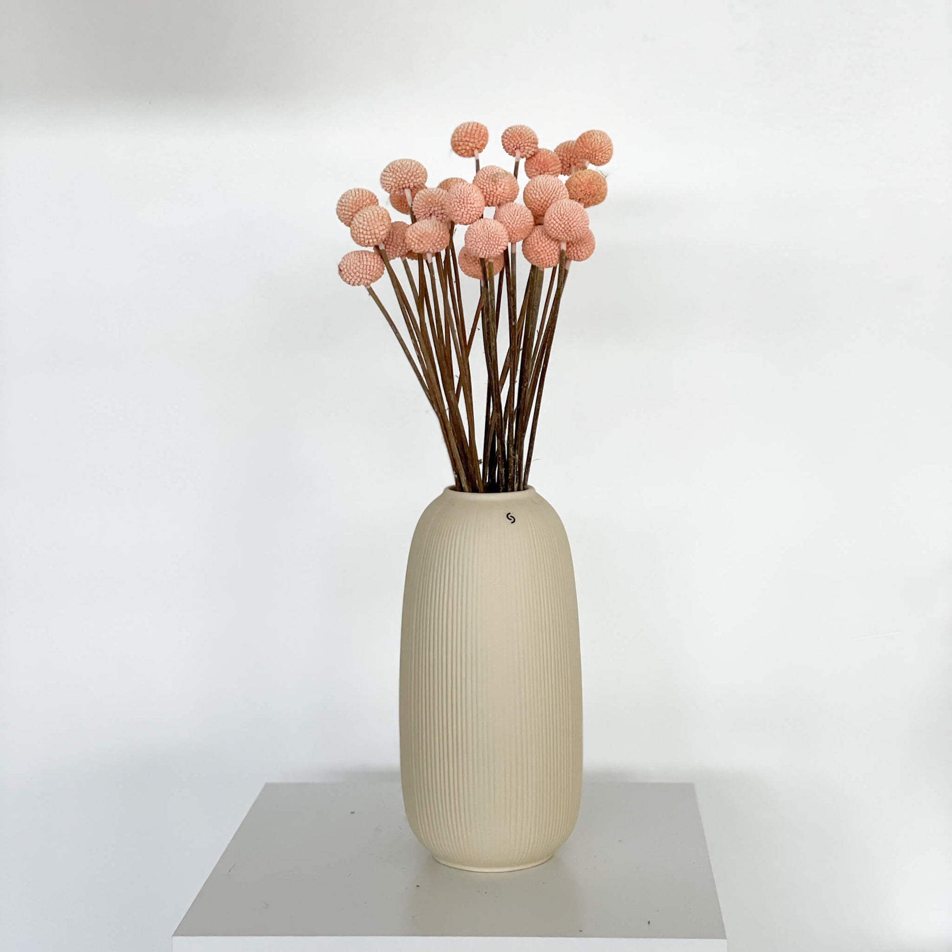 Craspedia I Trommelstöckchen 