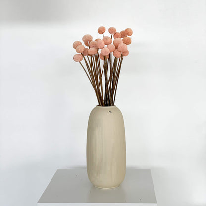 Craspedia I Trommelstöckchen 