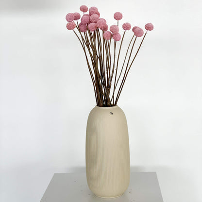 Craspedia I Trommelstöckchen 