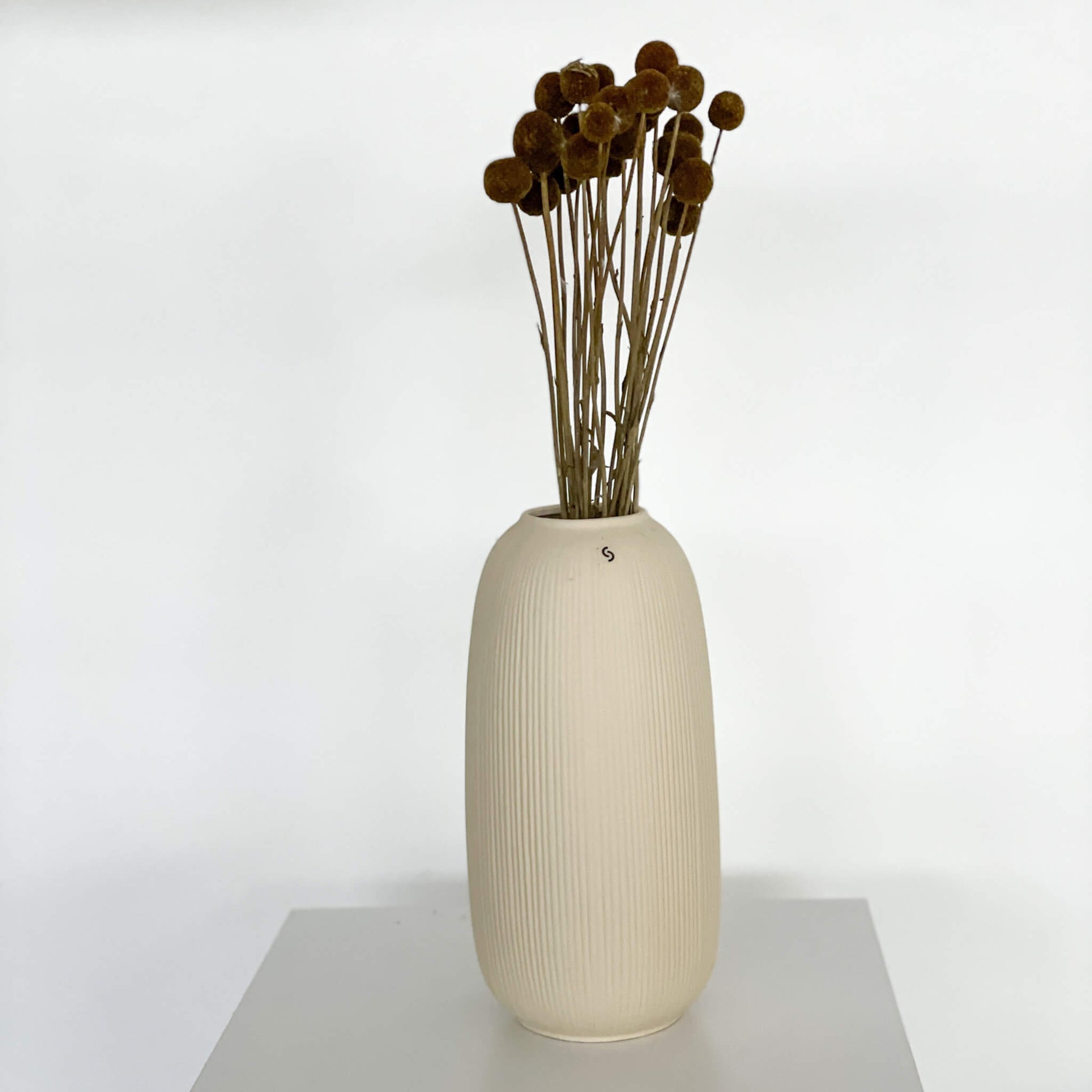 Craspedia I Trommelstöckchen 