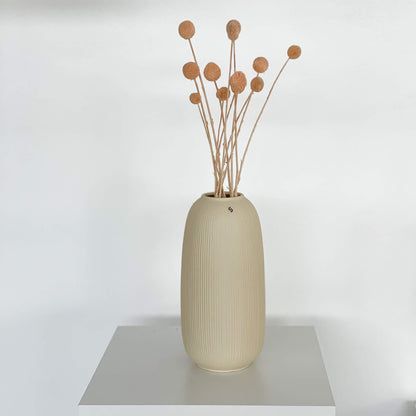 Craspedia I Trommelstöckchen 