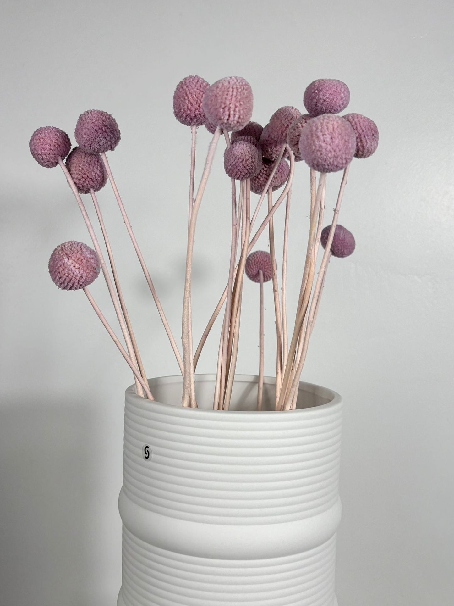 Craspedia I Trommelstöckchen 