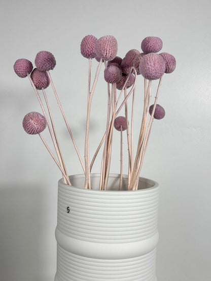 Craspedia I Trommelstöckchen 