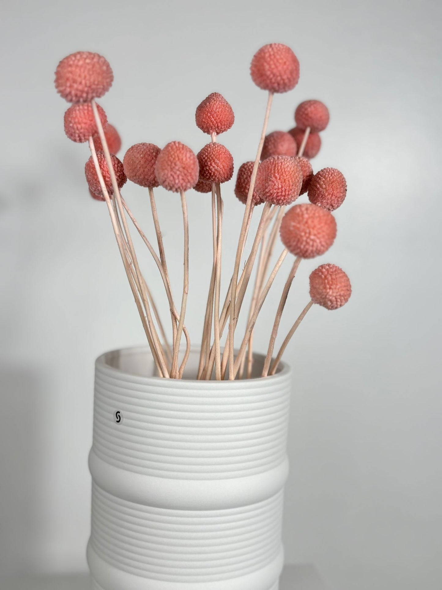 Craspedia I Trommelstöckchen 