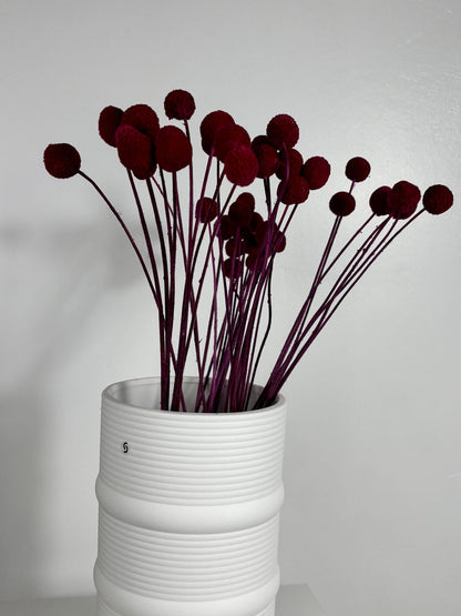 Craspedia I Trommelstöckchen 