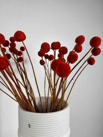 Craspedia I Trommelstöckchen 