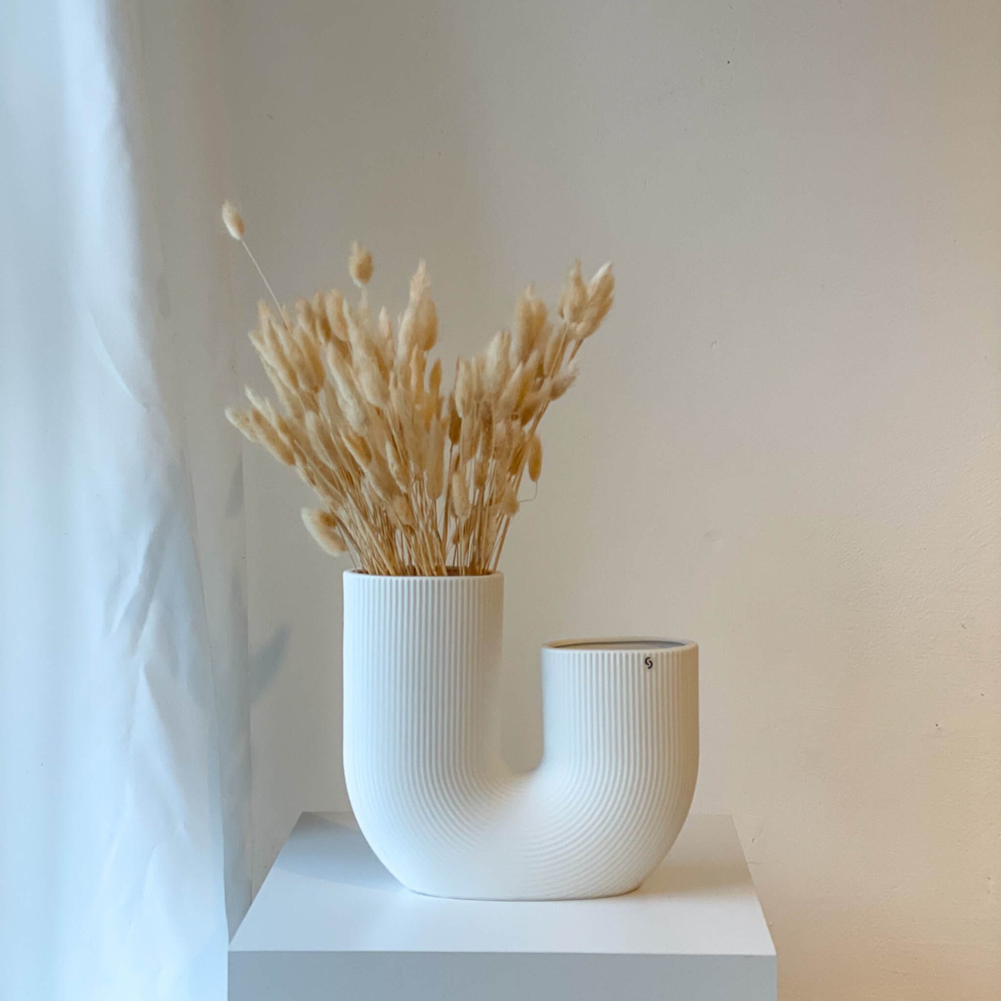 Lagurus | Samtgras | Hasenschwanz 60cm 