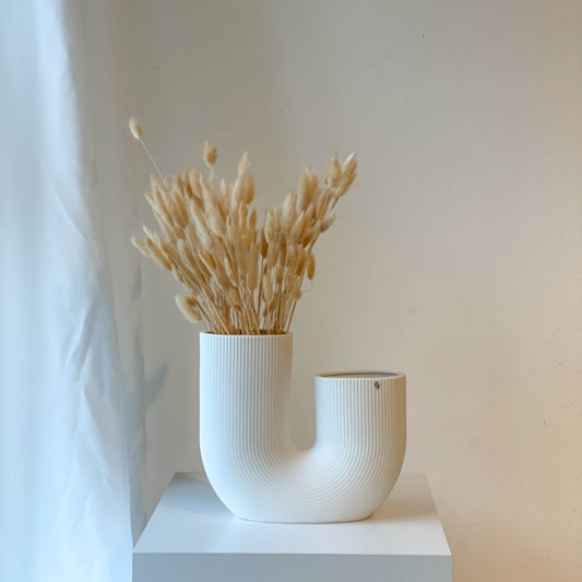 Lagurus | Samtgras | Hasenschwanz 60cm 